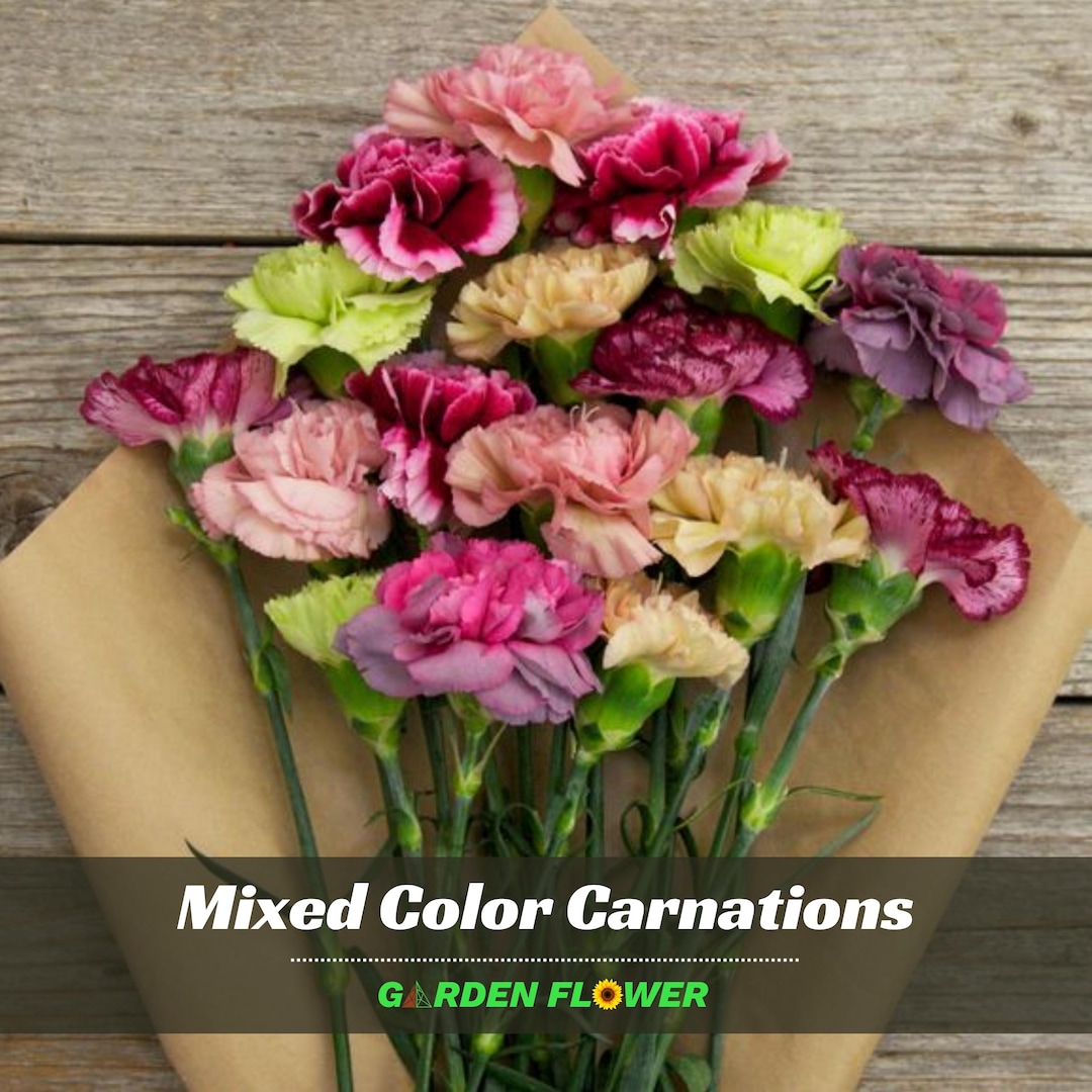 Mixed Color Carnations - Dianthus - Authentic Seeds - Cold Resistant ...