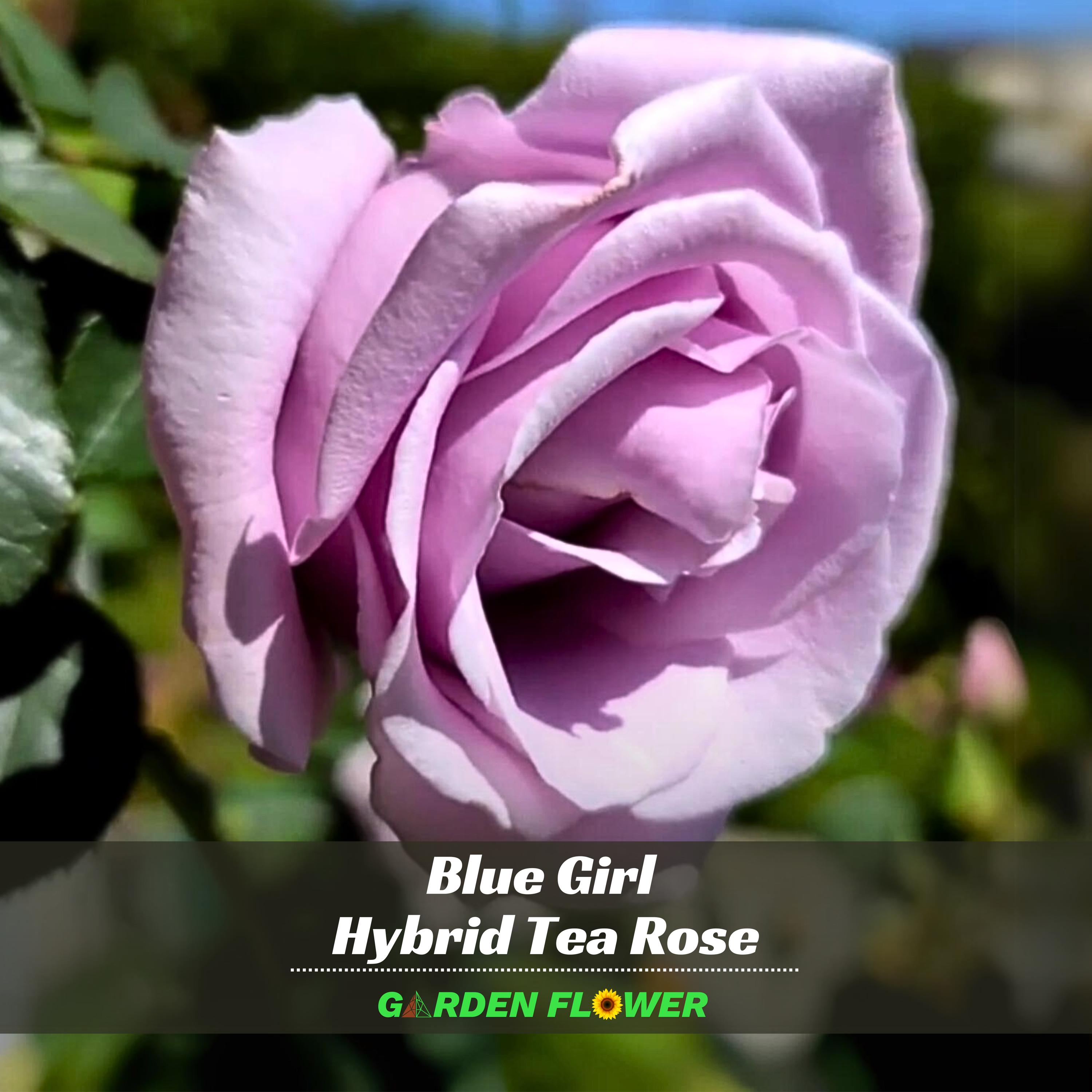 Blue Girl Hybrid Tea Rose Seeds – Perennial Garden Flower (30 Pack