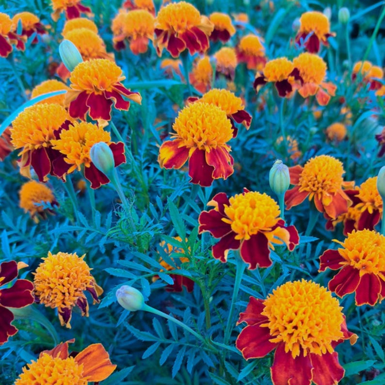May include: A vibrant field of marigold flowers. The flowers have bright yellow, pom-pom-like centers and deep red petals. The green foliage provides a contrasting backdrop, creating a visually appealing floral display.