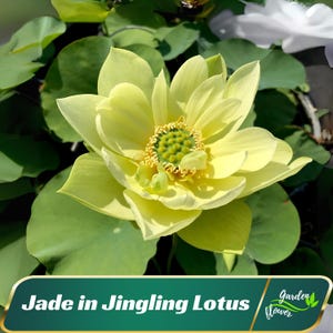 5 Jade in Jingling Lotus Seeds- Indian Lotus (Nelumbo Nucifera) - Perennial - Edible - Cold Resistant - Planting In Late Spring-Summer #Q022