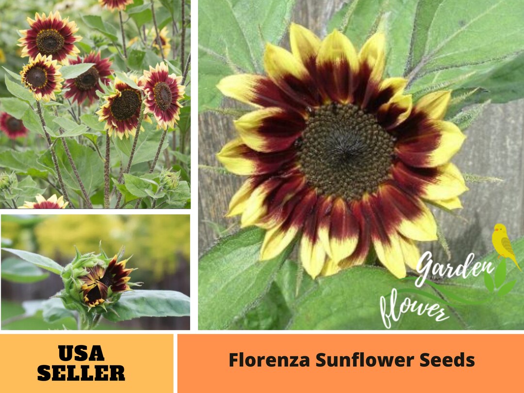 25 Seeds Yellow Red Sunflower Seedsperennial authentic Etsy