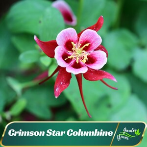 Crimson Star Columbine Seeds - Cold Resistant - Deciduous - Potted - Attracts pollinators - Plant in Late Summer to Early Fall #100