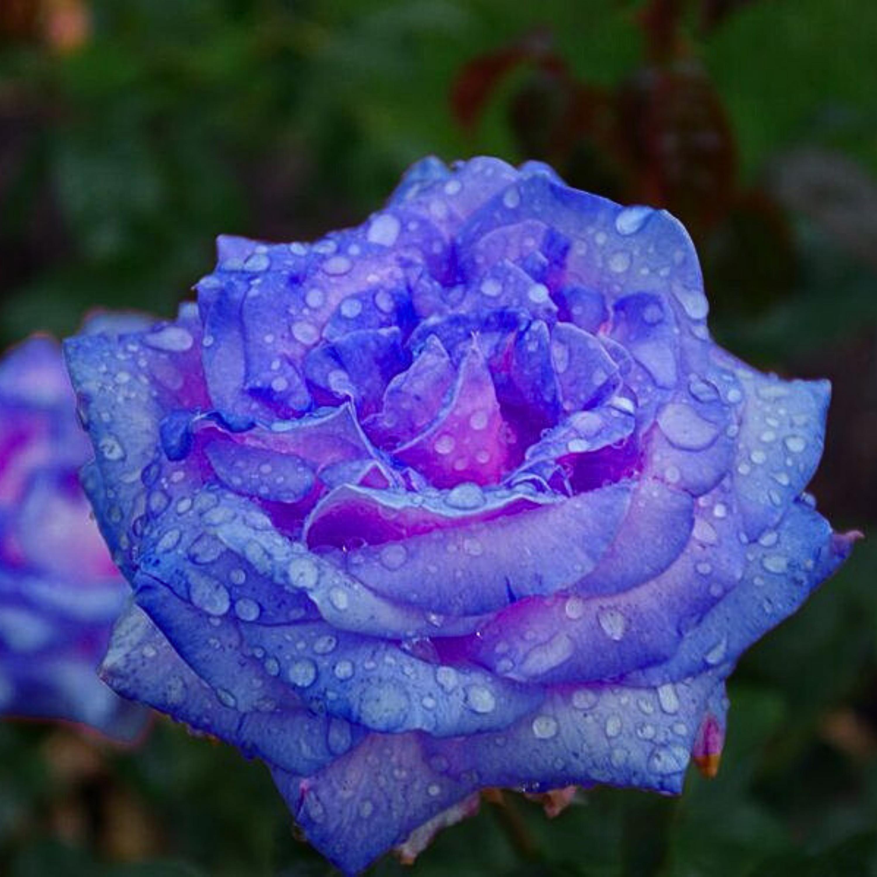 30+ Rare Seed | Blues Blue Rose Seeds - Perennial - Authentic