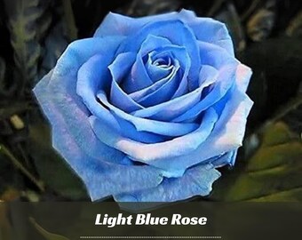 Blues Blue Rose Seeds - Perennial - Authentic Seeds - Flowers