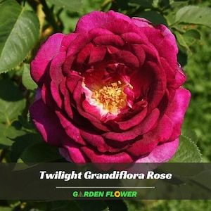 Twilight Rose Seeds | Rare Perennial Flower