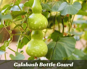 May include: Two light green calabash bottle gourds with mottled white spots hanging from a vine with large green leaves. The text Calabash Bottle Gourd and Garden Flower is visible at the bottom of the image against a dark horizontal bar.