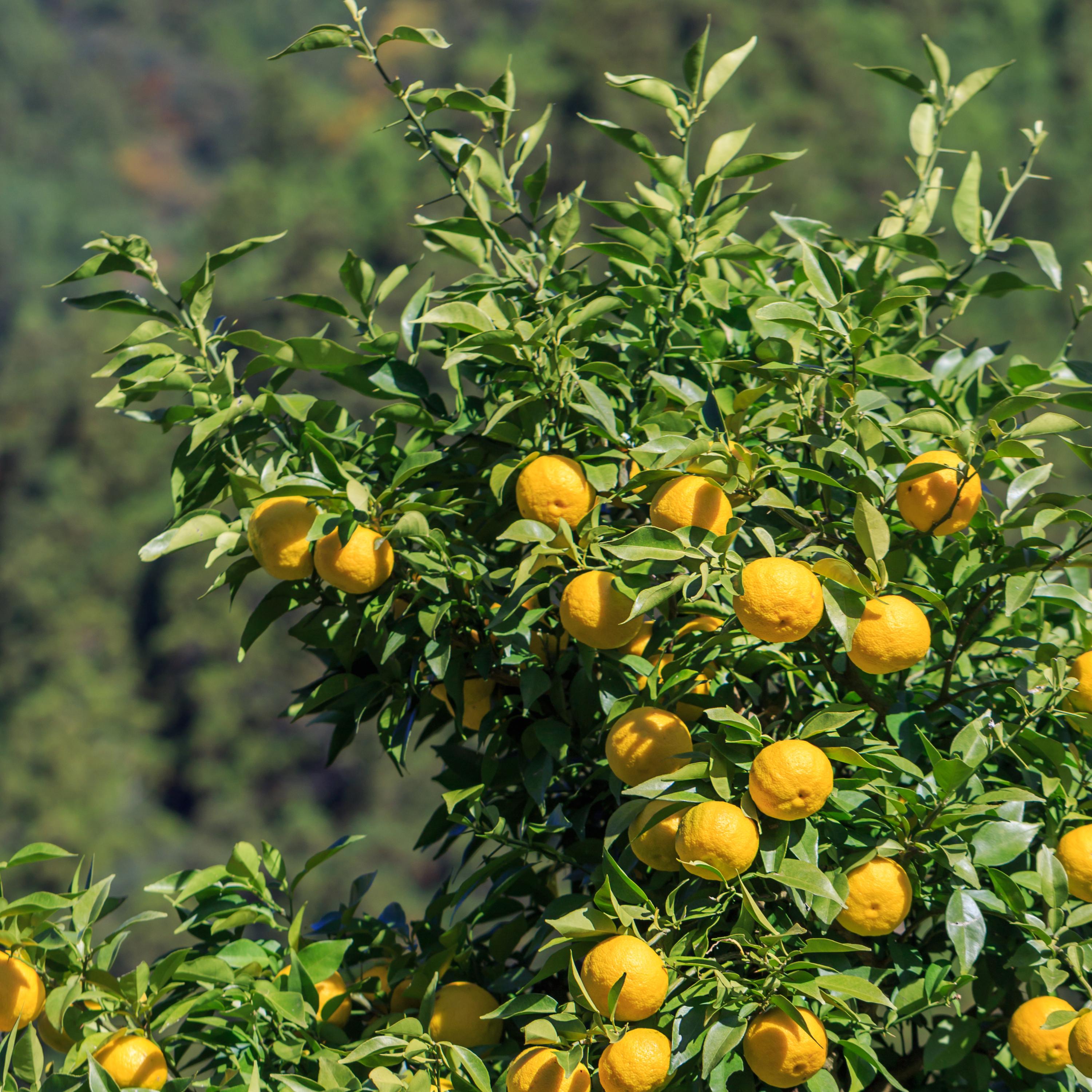 5s - Yuzu Citrus Seeds - Fragrant Lemon - Japanese Lemon