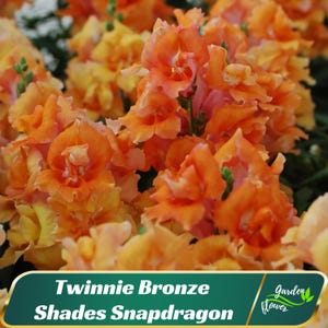 Twinnie Bronze Shades Snapdragon Seeds – Warm Sunset Tones –  Friendly - Open - Pollinating - Plant in early Spring - 30 SEEDS - new4 -61
