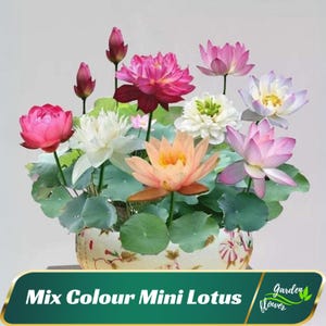 5+ Rare Seeds| Mix Colour Mini Lotus Seeds - Indian Lotus (Nelumbo Nucifera) - Perennial - Edible - Planting In Late Spring-Summer #Q067