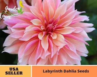 Graines de dahlia du labyrinthe rose-vivace-Graines-fleurs authentiques-biologique. Sans OGM -Graines de légumes-Mélange de graines pour plantes-B3G1#D013.
