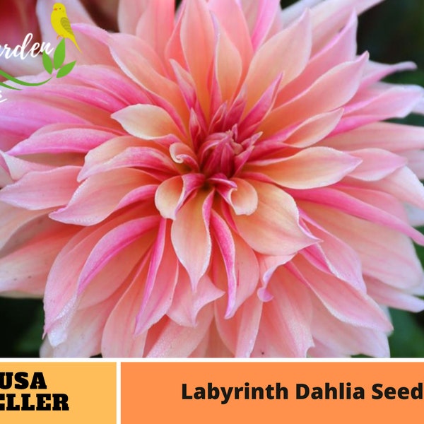 Graines de dahlia du labyrinthe rose-vivace-Graines-fleurs authentiques-biologique. Sans OGM -Graines de légumes-Mélange de graines pour plantes-B3G1#D013.