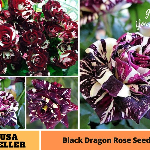25 Rare Seeds Black Dragon Rose Seedsperennial authentic Etsy