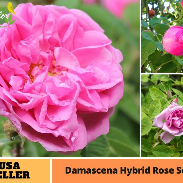 25+ Rare Seeds| Damascena Rose Hybrid Rose Seeds-Perennial -Authentic Seeds-Flowers -Organic. Non GMO-Mix Seeds for Plant-B3G1#A125.