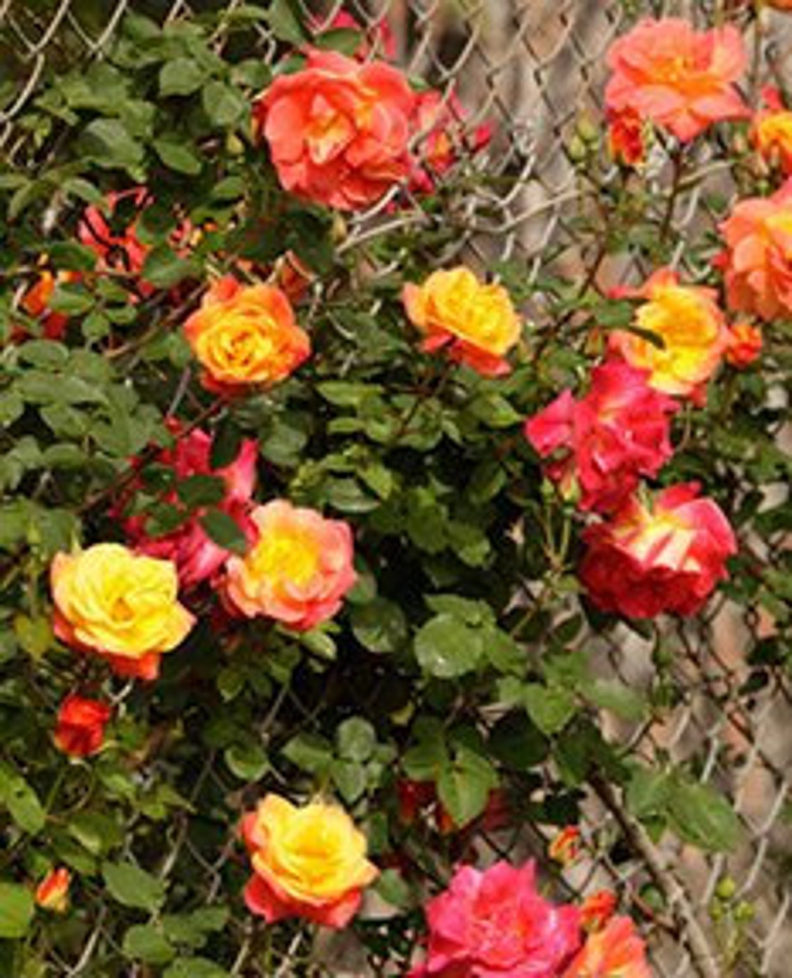 25 Rare Seeds Climbing Joseph's Coat Rose Seeds Etsy