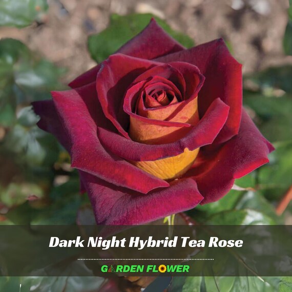 30 Rare Seeds| Dark Night Hybrid Tea Rose Seeds - Perennial - Authentic  Seeds - Late Winter to Early Spring Planting Time - #A127 - Etsy