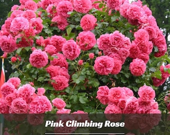 Pink Climbing Rose Seeds | Authentic Perennial Flower Seeds