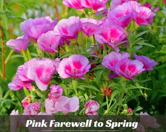Pink Farewell to Spring Seeds – Godetia / Satin Flower | Clarkia amoena Garden Seeds