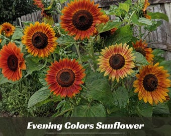 Mix Colors Sunflower Seeds - Annual - Authentic Seeds - Edible - Herb Seeds – Easy To Grow - Planting In Spring