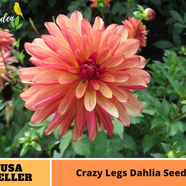 Red Orange Crazy Legs Dahlia Perennial Flower Seeds  -Authentic Seeds-Flowers -Organic. Non GMO -Mix Seeds for Plant-B3G1#D039.