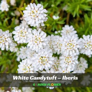May include: Close-up of white Candytuft flowers, Iberis, with small, clustered blooms and yellow centers, set against a backdrop of green foliage. The image includes the text "White Candytuft - Iberis" and "Garden Flower".