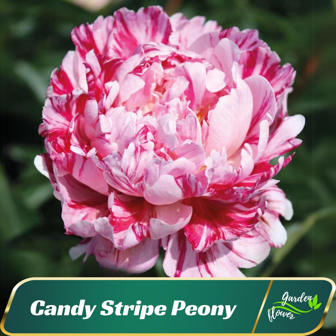 ✳︎peony✳︎ 10+ Rare Seeds| Candy Stripe Peony Seeds - Perennial