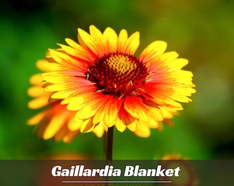 Gaillardia Seeds - Blanket Flower - Perennial - Cold Resistant - Fast Growing - Clumping - Easy To Grow - Planting In Spring
