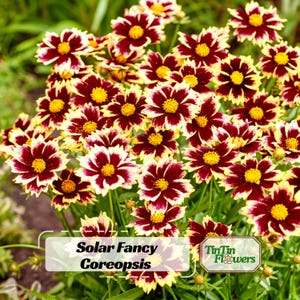 May include: A cluster of Solar Fancy Coreopsis flowers with burgundy petals, white tips, and yellow centers. The flowers are in full bloom, with green foliage in the background. The image includes the text "Solar Fancy Coreopsis" and the logo "TinTin Flowers".