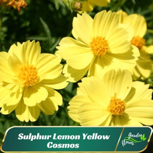 May include: Sulphur Lemon Yellow Cosmos flowers with bright yellow petals and a yellow center. The flowers are in bloom and have a soft, delicate appearance.