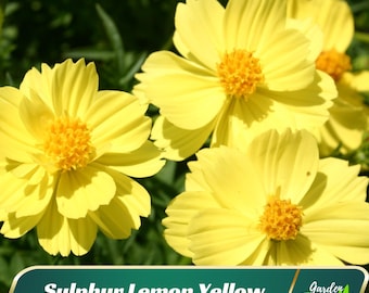 Yellow Comos Seeds - Authentic Seeds - Open-Pollinating - Clumping - Easy To Grow - Planting In Spring/ Summer -   #L011