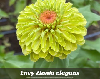 Envy Zinnia elegans seeds' - Authentic Seeds ~ GMO Free ~ Seeds~Flower seeds~Herbs