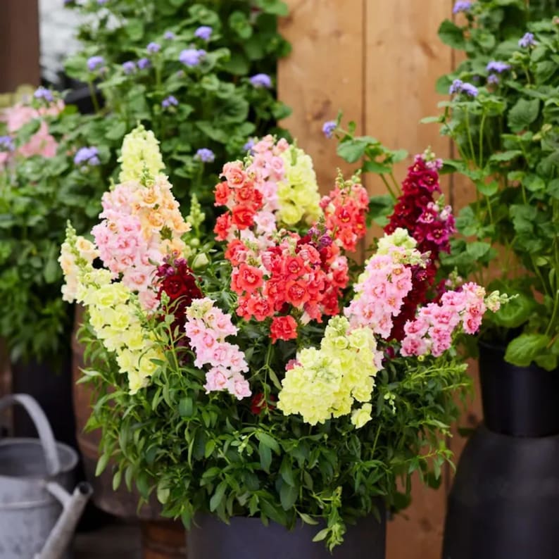GardenFlowerSeed DoubleShot Snapdragon Mix