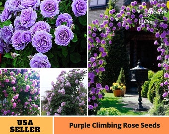 25+ Rare Seeds| Purple Climbing Rose Seeds- Perennial -Authentic Seeds-Flowers-Organic. Non GMO -Mix Seeds for Plant-B3G1 #A075.