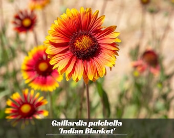 Gaillardia pulchella 'Indian Blanket' - Perennial - Cold Resistant - Fast Growing - Clumping - Easy To Grow - Planting In Spring