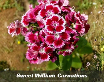 Dianthus Sweet William - Dianthus - Authentic Seeds - Cold Resistant - Drought Tolerant - Clumping - Planting In Spring/ Fall