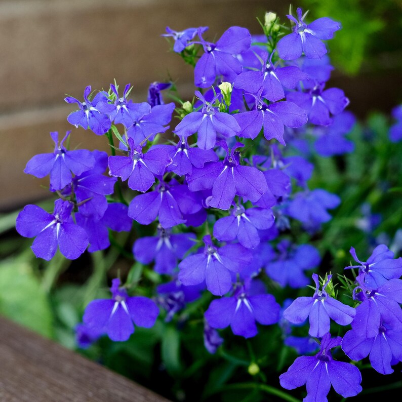 Regatta Midnight Blue Lobelia erinus Seeds – Seeds for Hanging Baskets - Friendly-Open-Plant in early Spring 画像 14