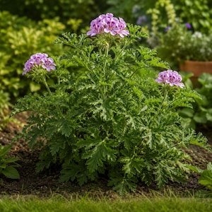 May include: A potted geranium plant featuring deeply lobed, serrated green leaves and clusters of delicate, light purple flowers with darker purple veining on the petals. The plant is growing in dark soil with a soft, natural outdoor background.