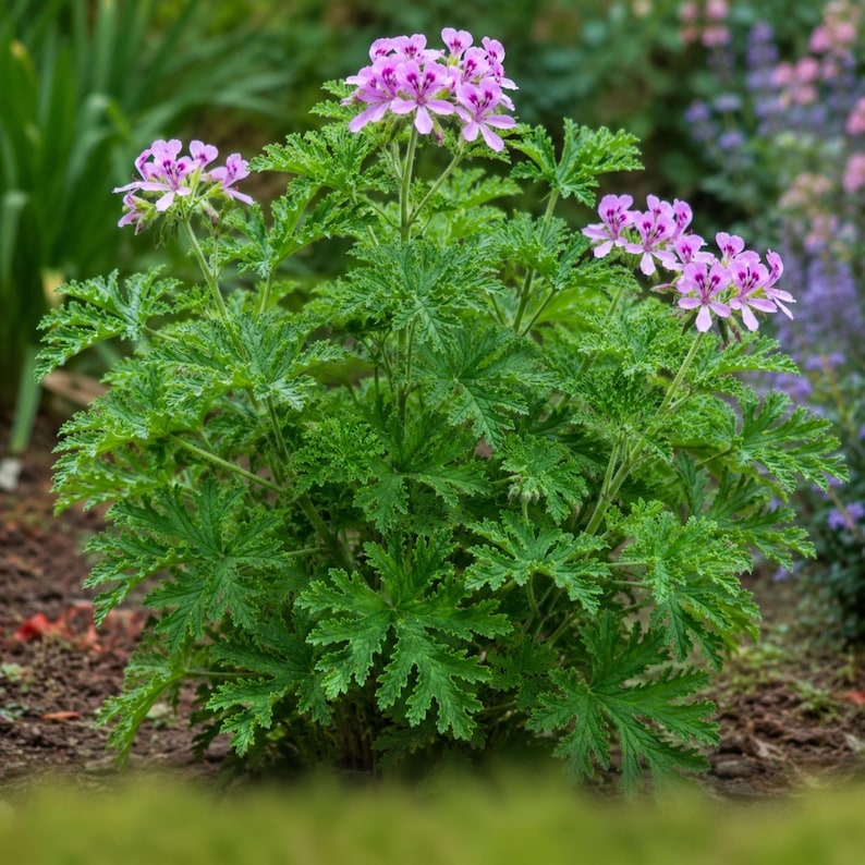 May include: A scented geranium plant featuring deeply lobed, serrated green leaves and clusters of small, light pink flowers with darker purple-maroon markings on the upper petals, growing in a dense, bushy, upright habit in a garden setting.