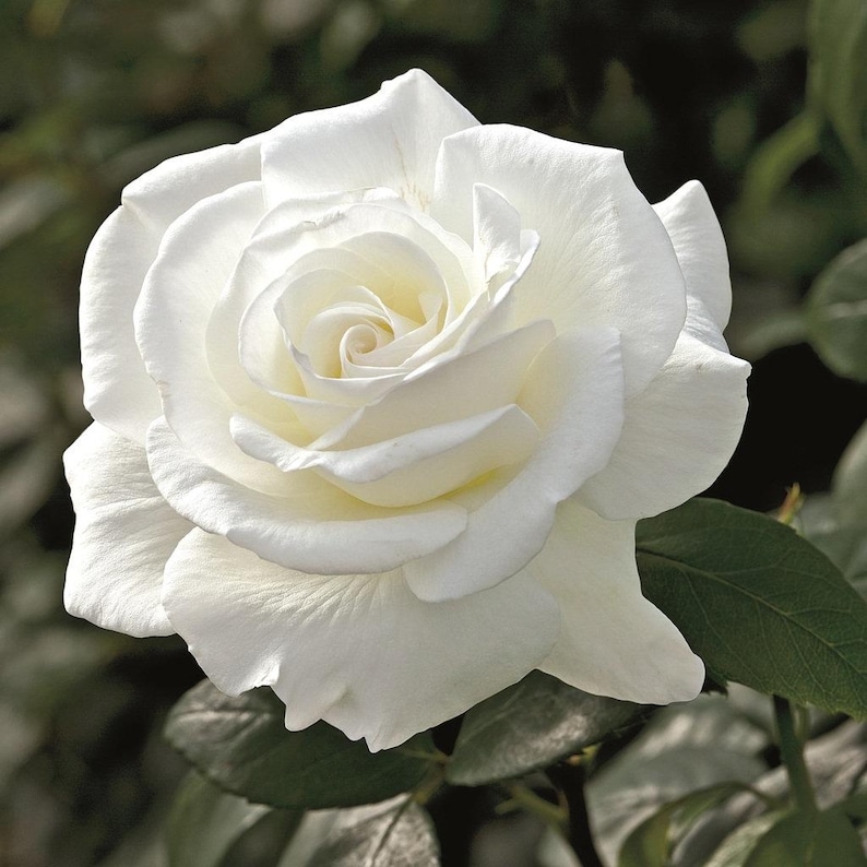 GardenFlowerSeed Sugar Moon Rose Seeds - Thumbnail 2