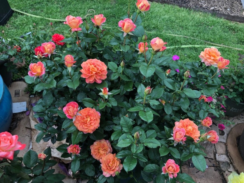 GardenFlowerSeed La Park Floribunda Rose Seeds - Thumbnail 5