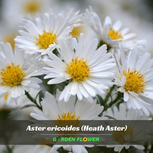 May include: Close-up of white Heath Aster flowers with yellow centers. The petals are delicate and numerous, creating a full, textured appearance. The image includes the text "Aster ericoides (Heath Aster)" and "GARDEN FLOWER".