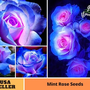 25+ Rare Seed | Blues Pink Rose Seeds-Perennial -Authentic Seeds-Flowers -Organic. Non GMO -Vegetable Seeds-Mix Seeds for Plant-B3G1 #A072.