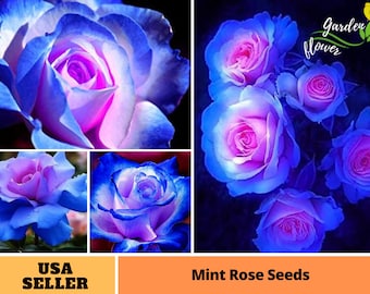 25+ graines rares | Blues Pink Rose Seeds-Perennial -Authentic Seeds-Fleurs -Biologique. Non OGM -Graines végétales-Mélange de graines pour plante-B3G1 #A072.