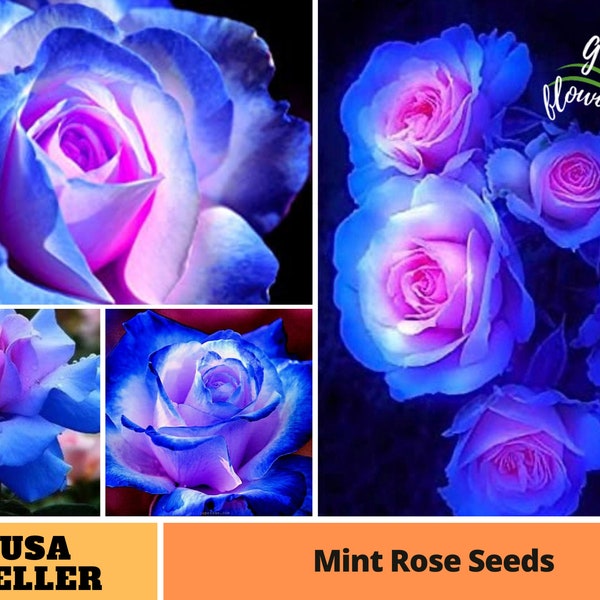 25+ Rare Seed | Blues Pink Rose Seeds-Perennial -Authentic Seeds-Flowers -Organic. Non GMO -Vegetable Seeds-Mix Seeds for Plant-B3G1 #A072.