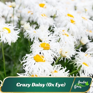 Crazy Daisy (Ox Eye) - Authentic Seeds - Cold Resistant - Self-Pollinating - Clumping - Flower - Planting in Early Spring/ Fall -   #N013