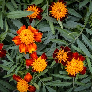 May include: Close-up of vibrant marigold flowers with bright orange and yellow petals, surrounded by green foliage. The flowers have a dark red outer ring. The image showcases the natural beauty of these colorful blooms.
