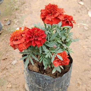 May include: A potted marigold plant with vibrant, deep red-orange blooms. The flowers are fully open, showcasing their layered petals. The plant has green, slender leaves and is in a black plastic pot, set against a blurred, earthy background.