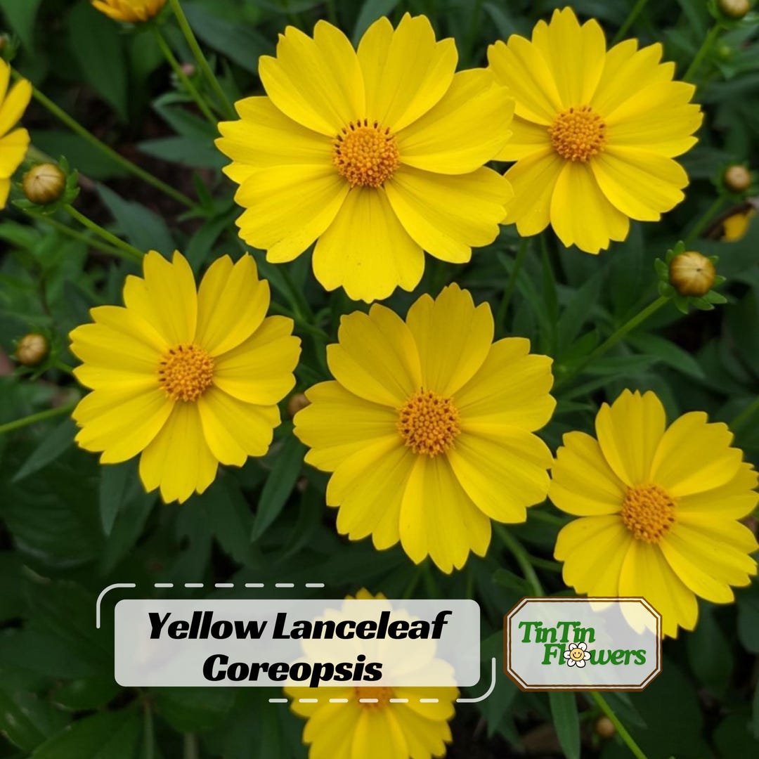 Yellow Lanceleaf Coreopsis Seeds – Coreopsis Lanceolata – Bright