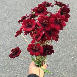 May include: A bouquet of deep dark red cosmos flowers with velvety petals and prominent central discs. The flowers are arranged on slender green stems, showcasing a rich, saturated burgundy color palette throughout the entire floral cluster.