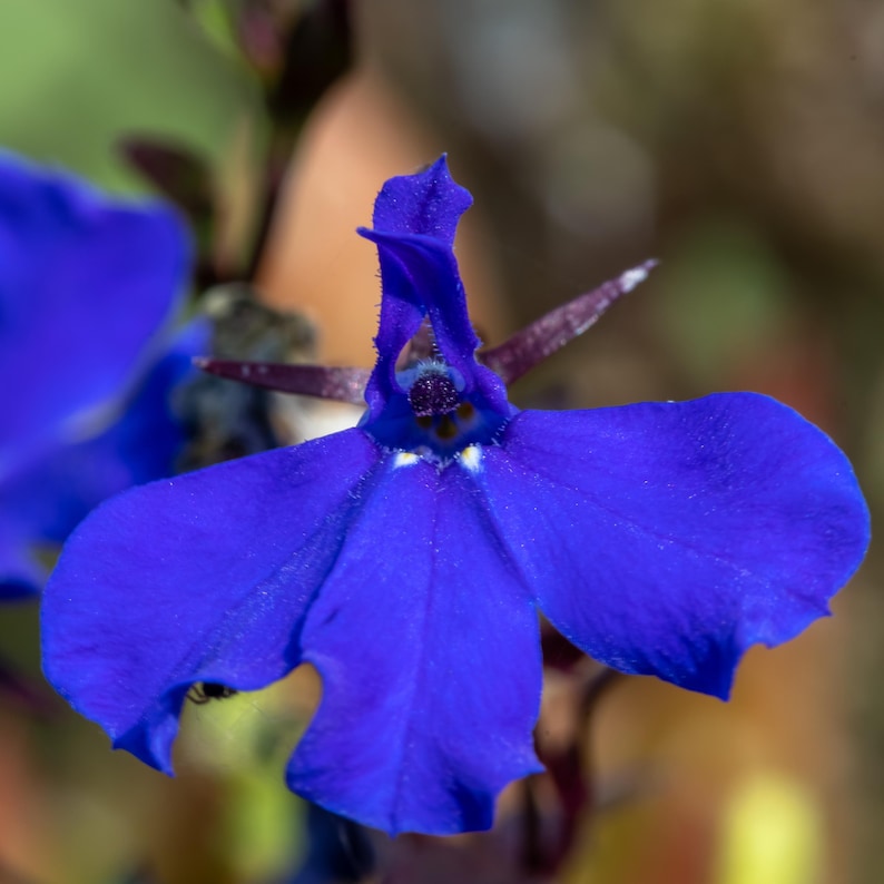 以下が含まれることがあります： ユニークな形をした鮮やかな青い花のクローズアップ。 花びらは深く飽和した青色で、テクスチャ加工された表面を持っています。 花の中心部はより暗い色合いで、全体がぼやけた背景に配置されています。