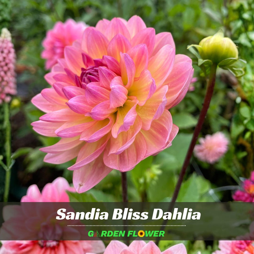 Sandia Bliss Dahlia Seeds - Perennial - Authentic Seeds - Fast